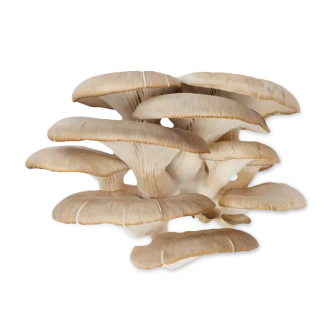 Фото товару